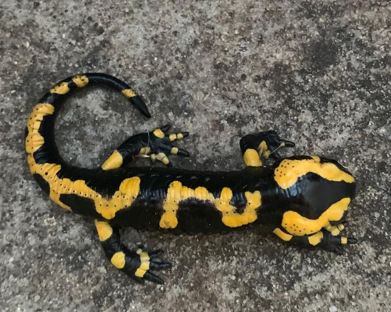 Jörgs Feuersalamander