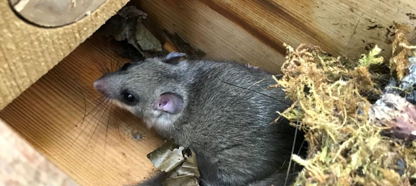 Siebenschläfer im Nistkasten