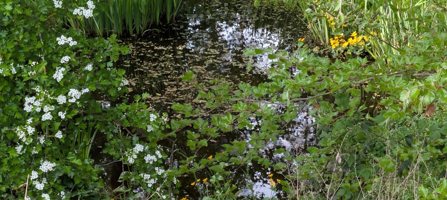 Vögeli-Weiher